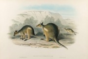 JOHN GOULD (1804-1881), HalmaturusStigmaticus - Branded Wallaby, hand-coloured lithograph, accompanied by original descriptive sheet, 54.5 x 37cm (full sheet size), 59 x 75cm overall