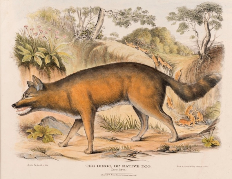 GERARD KREFFT (1830 - 1881), The Dingo, or Native Dog (Canis Dingo.), Hand-coloured lithograph, from 'The Mammals of Australia'. Illustrated by Miss Harriett Scott, and Mrs. Helena Forde. Sydney: Thomas Richards, Government Printer, 1871,