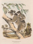 GERARD KREFFT (1830 - 1881), The Native Bear (Phascolarctos Cinerus.), Hand-coloured lithograph, from 'The Mammals of Australia'. Illustrated by Miss Harriett Scott, and Mrs. Helena Forde. Sydney: Thomas Richards, Government Printer, 1871,