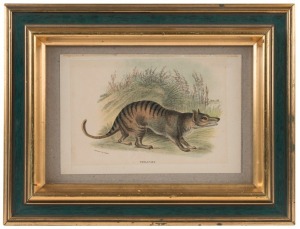 THYLACINE, chromolithograph plate XXIV from the 1896 publication "A Hand-Book To The Marsupialia and Monotremata" by E. Lloyd, [London]. ​​​​​​​12 x 18.5cm, 23 x 30cm overall