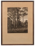 JOHN KAUFFMANN (1864-1942), Golden Gleams, silver gelatin photograph, signed and titled on the lower mount, ​​​​​​​30.5 x 24cm, 53 x 39cm overall - 2