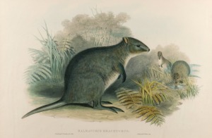 JOHN GOULD (1804-1881), Halmaturus Brachyurus - Short-tailed Wallaby, hand-coloured lithograph, accompanied by original descriptive sheet, 54.5 x 37cm (full sheet size), ​​​​​​​59 x 75cm overall