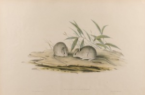 JOHN GOULD (1804-1881), Mus Alocinereus - Greyish-white Mouse, hand-coloured lithograph, accompanied by original descriptive sheet, 54.5 x 37cm (full sheet size), ​​​​​​​59 x 75cm overall