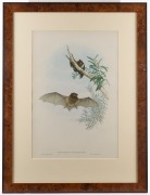 JOHN GOULD (1804-1881), Scotophilus Microdon - Small-toothed Bat, hand-coloured lithograph, accompanied by original descriptive sheet, 54.5 x 37cm (full sheet size), 76 x 57cm overall - 2