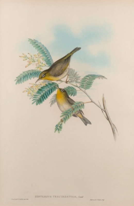 JOHN GOULD (1804-1881), Zosterops Tenuirostris - Splendid-billed Zosterops, hand-coloured lithograph, accompanied by original descriptive sheet, 54.5 x 37cm (full sheet size), 76 x 57cm overall