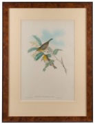 JOHN GOULD (1804-1881), Zosterops Tenuirostris - Splendid-billed Zosterops, hand-coloured lithograph, accompanied by original descriptive sheet, 54.5 x 37cm (full sheet size), 76 x 57cm overall - 2