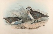 JOHN GOULD (1804-1881), Geophaps Scripta - Partridge Bronze-wing, hand-coloured lithograph, accompanied by original descriptive sheet, 54.5 x 37cm (full sheet size), 59 x 75cm overall