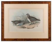 JOHN GOULD (1804-1881), Geophaps Scripta - Partridge Bronze-wing, hand-coloured lithograph, accompanied by original descriptive sheet, 54.5 x 37cm (full sheet size), 59 x 75cm overall - 2