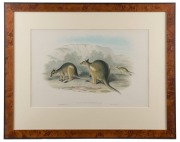 JOHN GOULD (1804-1881), HalmaturusStigmaticus - Branded Wallaby, hand-coloured lithograph, accompanied by original descriptive sheet, 54.5 x 37cm (full sheet size), 59 x 75cm overall - 2