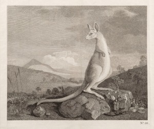 GEORGE STUBBS (after) "Kangaroo" copper engraving from Hawkesworth's account of Cook's Voyages, 1st edition published in 1773, plate 20. Being the first known rendering of a kangaroo in Britain. 23 x 27cm, 48 x 61cm overall