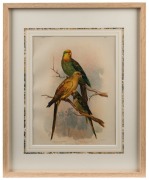 GRACIUS JOSEPH BROINOWSKI (1837-1913), i.) Great Sulphur-crested cockatoo, II.) Three Parrots, (New Zealand), III.) Ka-Ka Parrot and Prince of Essling's Parrot, IV.) Leadbeater's Cockatoo, V.) Bloodstained Cockatoo, VI.) Pale Headed Parrakeet and Yellow C - 4