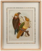 GRACIUS JOSEPH BROINOWSKI (1837-1913), i.) Great Sulphur-crested cockatoo, II.) Three Parrots, (New Zealand), III.) Ka-Ka Parrot and Prince of Essling's Parrot, IV.) Leadbeater's Cockatoo, V.) Bloodstained Cockatoo, VI.) Pale Headed Parrakeet and Yellow C - 6