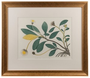 BRYAN POOLE (New Zealand, 1953), 3 x botanical lithographs, signed, editioned and titled in the lower margins, (​​​​​​​two framed), image size 40 x 50cm each, ​​​​​​​frames 72 x 83cm each overall