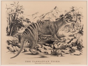 "THE TASMANIAN TIGER" facsimile print with descriptive page verso, ​​​​​​​32 x 42cm, 58 x 68cm overall