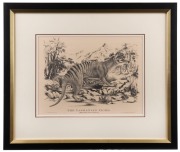 "THE TASMANIAN TIGER" facsimile print with descriptive page verso, ​​​​​​​32 x 42cm, 58 x 68cm overall - 2
