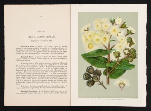 JOSEPH HENRY MAIDEN (1859 - 1925), The Saw-Leaved Callicoma; The Native Pear; The Dwarf Apple; The Hickory or Black Wattle; Erect She-Oak and The Tallow Wood: seven (7) lithographs in colour (accompanied by their explanatory pages) from "The flowering pla