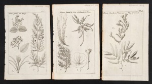 WILLIAM DAMPIER (1651 - 1715), Three copper engraved plates from "A Voyage to New Holland" [1703]: "Plants found in Brasil", "Plants found in New Holland & Timor" and "Plants found in ye Sea neer New Guinea", all approx. 19 x 12cm (sheet size). (3 items).