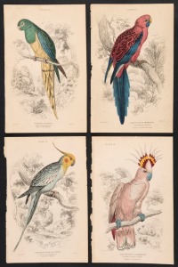 WILLIAM HOME LIZARS (1788-1859) Hand-coloured copperplate engravings after illustrations by Edward Lear, from Prideaux J. Selby’s "The Natural History of Parrots" [Edinburgh, 1836]: Plyctolophus Leadbeateri, Nanodes Venustus, Platycercus Pennantii and Nym