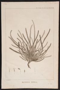 PIERRE JOSEPH REDOUTE (1759 - 1840), Banksia Nivea, copper engraving, circa 1800, Plate 24 from 'Relation du Voyage à la Recherche de la Pérouse' by Jacques de Billardiere, sheet size 47 x 30.5cm. Banksia Nivea, commonly known as Honeypot Dryandra, is a 