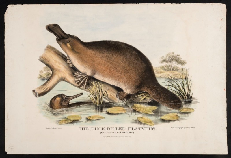 GERARD KREFFT (1830 - 1881), The Duck-Billed Platypus (Ornithorynchus Anatinus.), Hand-coloured lithograph, from 'The Mammals of Australia'. Illustrated by Miss Harriett Scott, and Mrs. Helena Forde. Sydney: Thomas Richards, Government Printer, 1871,