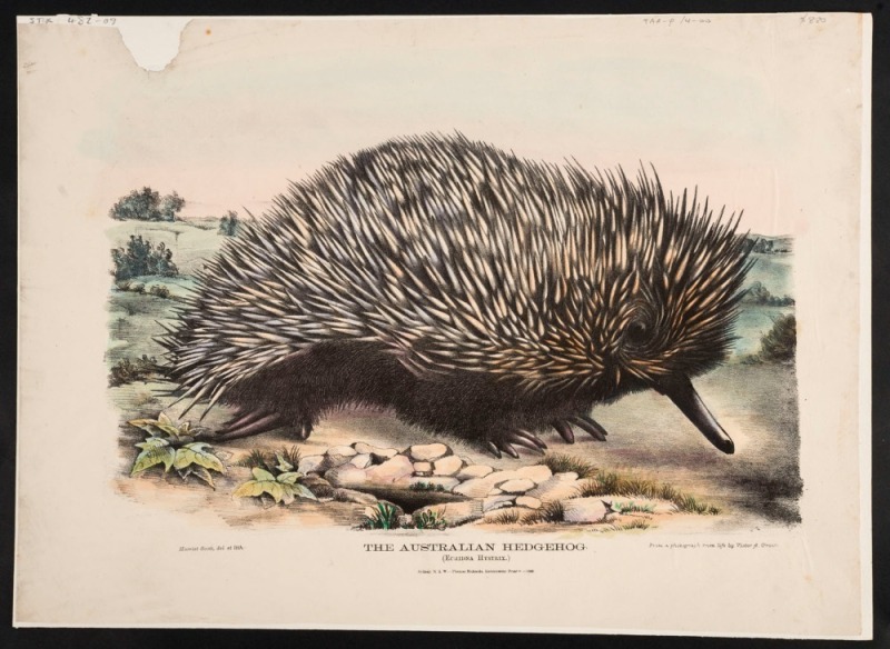 GERARD KREFFT (1830 - 1881), The Australian Hedgehog. (Echidna Hysterix.), Hand-coloured lithograph, from 'The Mammals of Australia'. Illustrated by Miss Harriett Scott, and Mrs. Helena Forde. Sydney: Thomas Richards, Government Printer, 1871, 35 x 47.5cm