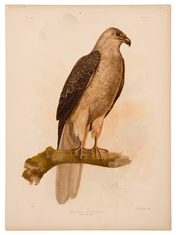 GRACIUS JOSEPH BROINOWSKI (1837 - 1913), A collection of coloured lithographic plates from his 'The Birds Of Australia' published by Charles Stuart & Co Sydney, 1887-1891; including owls, eagles, falcons, kites, hawks, petrels, swallows, warblers and robi