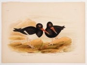 GRACIUS JOSEPH BROINOWSKI (1837 - 1913), A collection of coloured lithographic plates from his 'The Birds Of Australia' published by Charles Stuart & Co Sydney, 1887-1891; including owls, eagles, falcons, kites, hawks, petrels, swallows, warblers and robi - 3