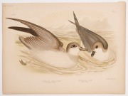 GRACIUS JOSEPH BROINOWSKI (1837 - 1913), A collection of coloured lithographic plates from his 'The Birds Of Australia' published by Charles Stuart & Co Sydney, 1887-1891; including owls, eagles, falcons, kites, hawks, petrels, swallows, warblers and robi - 5