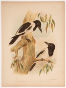 GRACIUS JOSEPH BROINOWSKI (1837 - 1913), A collection of coloured lithographic plates from his 'The Birds Of Australia' published by Charles Stuart & Co Sydney, 1887-1891; including owls, eagles, falcons, kites, hawks, petrels, swallows, warblers and robi - 6