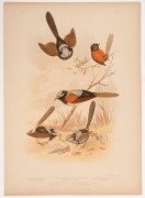 GRACIUS JOSEPH BROINOWSKI (1837 - 1913), A collection of coloured lithographic plates from his 'The Birds Of Australia' published by Charles Stuart & Co Sydney, 1887-1891; including owls, eagles, falcons, kites, hawks, petrels, swallows, warblers and robi - 7