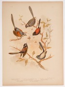 GRACIUS JOSEPH BROINOWSKI (1837 - 1913), A collection of coloured lithographic plates from his 'The Birds Of Australia' published by Charles Stuart & Co Sydney, 1887-1891; including owls, eagles, falcons, kites, hawks, petrels, swallows, warblers and robi - 8