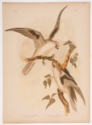 GRACIUS JOSEPH BROINOWSKI (1837 - 1913), A collection of coloured lithographic plates from his 'The Birds Of Australia' published by Charles Stuart & Co Sydney, 1887-1891; including owls, eagles, falcons, kites, hawks, petrels, swallows, warblers and robi - 10