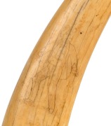 An antique scrimshaw walrus tusk with female and male portraits, 19th century, 38cm long - 2