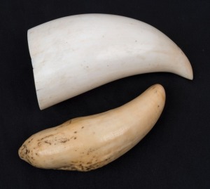 Two antique whale's teeth, 19th century, 12cm high