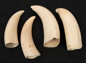 Four antique sperm whale teeth, 19th century, the largest 15cm high