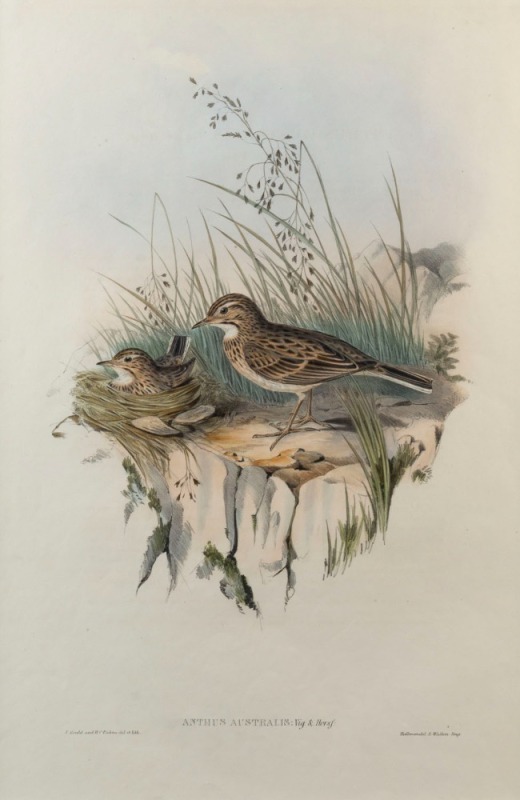 JOHN GOULD (1804-1881), Anthius Australis Australian pipet, colour lithograph, with descriptive text page, ​​​​​​​51 x 34cm, 76 x 55cm overall