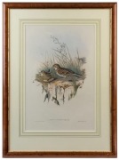 JOHN GOULD (1804-1881), Anthius Australis Australian pipet, colour lithograph, with descriptive text page, ​​​​​​​51 x 34cm, 76 x 55cm overall - 2