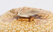 BENDIGO POTTERY basket weave sardine dish and cover with conch shell finial, 19th century, ​​​​​​​21.5cm wide - 3