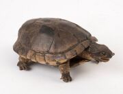 An antique taxidermy turtle, 18cm long