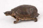 An antique taxidermy turtle, 18cm long - 2