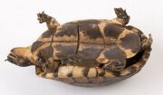 An antique taxidermy turtle, 18cm long - 3