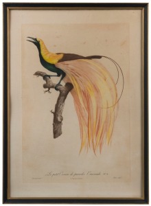 JACQUES BARRABAND (1767-1809), Le petit Oiseu de paradis Emeraude No.4, hand-coloured lithograph, 63 x 44cm; framed 67 x 48cm overall; also 2 smaller reproductions; framed. (3 items).