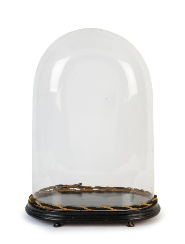 An antique glass dome on ebonized timber base, 19th century, ​​​​​​​dome internal height 50cm, 35cm wide, 22cm deep, 55cm high overall