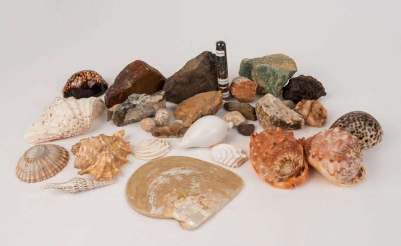 NATURAL HISTORY collection of mineral specimens and seashells (qty)