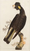 FREDERICK POLYDORE NODDER (Working c1770-1800), Funereal Cockatoo (Yellow Tailed Black Cockatoo), hand-coloured copper engraving, inscribed and dated Sept. 1791 in margin, with descriptive text page verso, 20 x 11 cm, 45 x 37cm overall