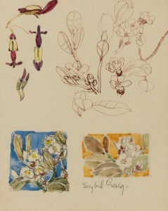 SYBIL CRAIG (1901-1985), (nature studies), watercolour, ink and pencil, signed lower right "Sybil Craig", 30 x 24cm, 60 x 52cm overall