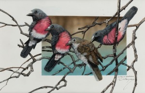 PAUL MARGOCSY (1945 - ), Australian Rose Robins, gouache and watercolour, signed and titled lower right, 19 x 28cm, 39 x48cm overall