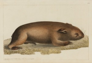 RICHARD POLYDORE NODDER (c.1763-1820), Phascolomis (Wombat), 1815, hand-coloured etching, from "The Zoological Miscellany..." by William Elford Leach; 10.5 x 16cm; (framed 37 x 45cm overall).