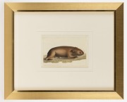 RICHARD POLYDORE NODDER (c.1763-1820), Phascolomis (Wombat), 1815, hand-coloured etching, from "The Zoological Miscellany..." by William Elford Leach; 10.5 x 16cm; (framed 37 x 45cm overall). - 2