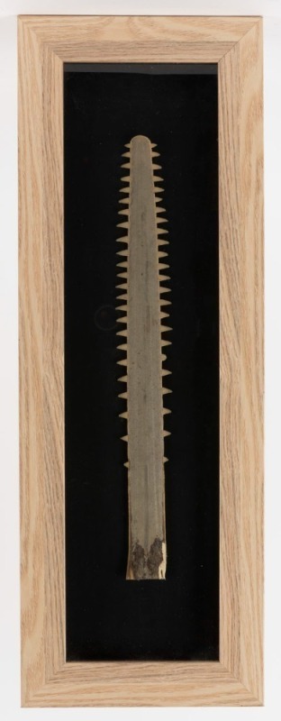 SAWFISH BILL (rostrum) mounted in shadowbox frame, mid 20th century, 40cm long, 160 x 22cm overall